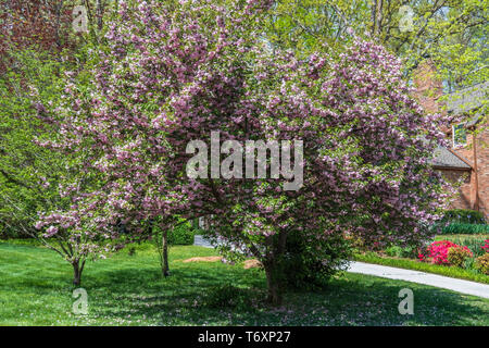 Rosa blühende Hartriegel, Cornus Florida, in einem Vorort, blühen in Tennessee, USA. Stockfoto