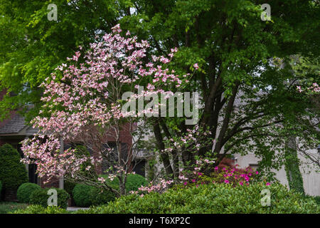 Rosa blühende Hartriegel, Cornus Florida, in einem Vorort, blühen in Tennessee, USA. Stockfoto