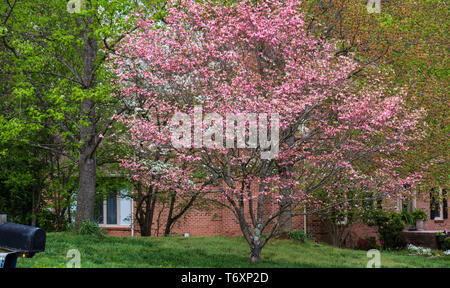 Rosa blühende Hartriegel, Cornus Florida, in einem Vorort, blühen in Tennessee, USA. Stockfoto