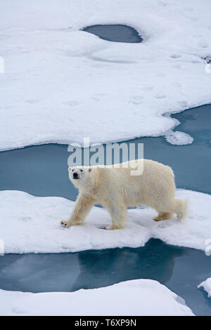 Eisbär (Ursus maritimus) auf dem Meereis in der Arktis, fotografiert während der Reise zum Nordpol an Bord der russischen Eisbrecher Yamal. Stockfoto