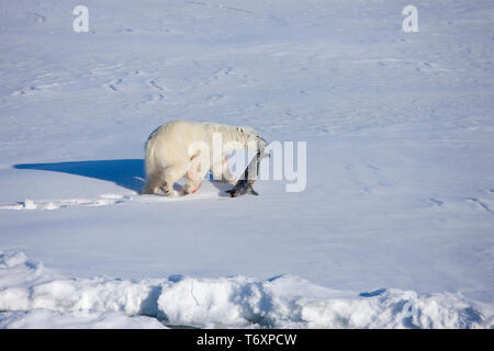 Eisbär (Ursus maritimus) auf Eis mit ringelrobbe Töten in der russischen Arktis, fotografiert während der Reise zum Nordpol. Stockfoto