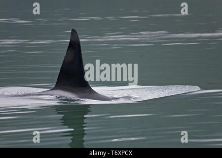 Orca/Killer Whale/männlich/Orcinus orca Stockfoto