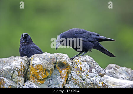 Nordwestlichen Crow/Corvus caurinus Stockfoto