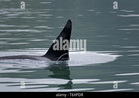 Orca/Killer Whale/männlich/Orcinus orca Stockfoto