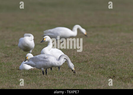 Bewicks Schwäne/Cygnus bewickii Stockfoto