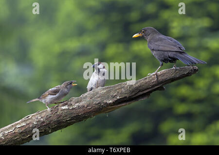 Blackbird und Haus Spatzen/Turdus merula/Passer domesticus Stockfoto