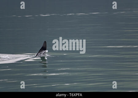 Orca/Killer Whale/männlich/Orcinus orca Stockfoto