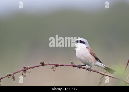 Neuntöter / Lanius Collurio Stockfoto