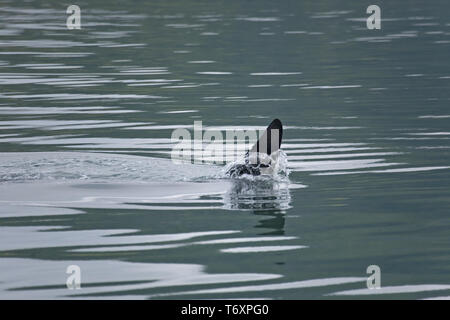 Orca/Killer Whale/männlich/Orcinus orca Stockfoto