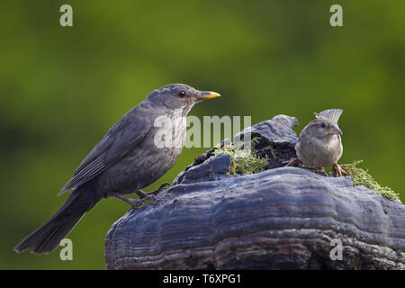 Blackbird und Haussperling/Turdus merula/Passer domesticus Stockfoto