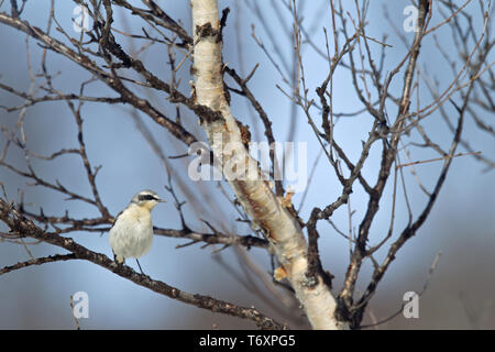 Northern Steinschmätzer Steinschmätzer/Common/Oenanthe oenanthe Stockfoto