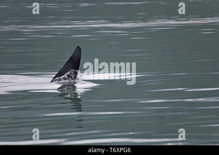 Orca/Killer Whale/männlich/Orcinus orca Stockfoto