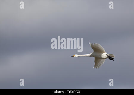 Bewicks Schwan im Flug/Cygnus bewickii Stockfoto