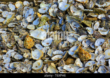Ein Haufen altes verworfen Austernschalen Stockfoto
