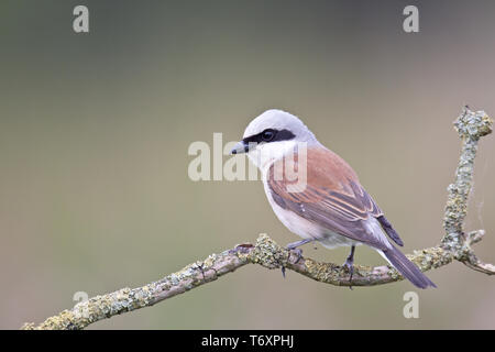 Neuntöter / Lanius Collurio Stockfoto