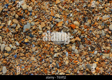 Eine alte Schale Festlegung an einem Kieselstrand Stockfoto