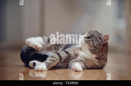 Die grau gestreifte Katze mit weißen Pfoten, liegt auf einer Etage. Stockfoto