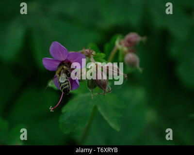 Biene bestäubende Bigroot Geranium Macrorrhizum, Stockfoto