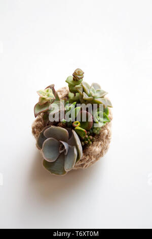 Kleine sukkulenten Terrarium in Beige geflochtenen Korb auf weißem Hintergrund Stockfoto