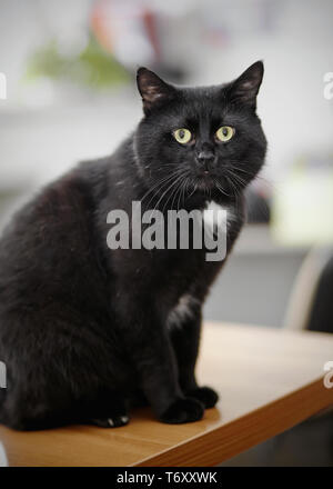 Die schwarze Katze mit grünen Augen sitzt auf einem Tisch. Stockfoto