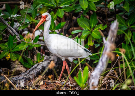 Eine natürliche weiße Ibis in Sanibel Island, Florida Stockfoto