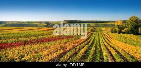 Weinberge am Kreuzberg im Herbst, buntes Laub, blauer Himmel, in der Nähe von Volkach, Unterfranken, Mittelfranken, Franken, Bayern, Deutschland Stockfoto