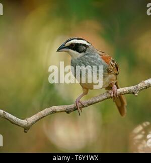 Stripe - vorangegangen Sparrow (Peucaea ruficauda) auf Ast sitzt, Costa Rica Stockfoto