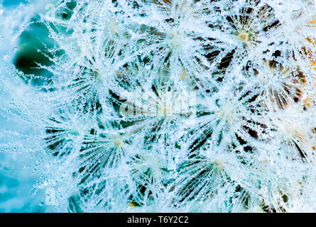 Viele von Tautropfen auf Löwenzahn am Morgen der Frühling. Schöne Wassertropfen auf weiße Blume. Makroaufnahme detail von Tautropfen auf Löwenzahn in Stockfoto