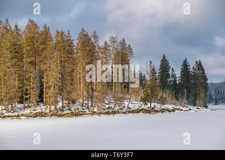 Nationalpark Harz im Winter Oderteich Stockfoto