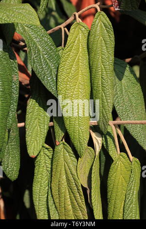 Viburnum rhytidophyllum Stockfoto