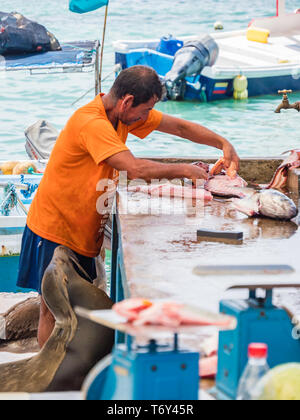 Santa Cruz, Ecuador. April 15, 2019. Fischer einen Fisch auf dem Markt, während eine Galapagos Sea Lion wartet gefüttert zu werden. Stockfoto