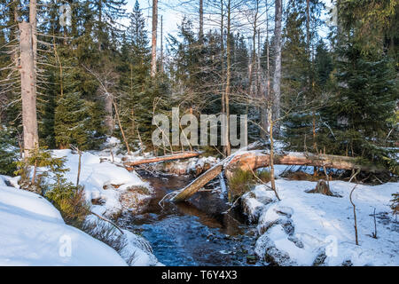 Nationalpark Harz im Winter Oderteich Stockfoto