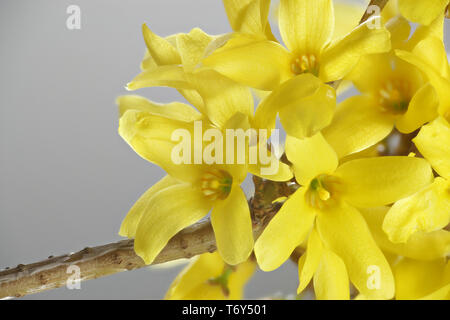 Forsythia ovata, weiß, gemeinhin als Ostern Baum oder Forsythia Stockfoto