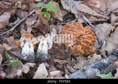 Gyromitra gigas, die gemeinhin als der Schnee, Schnee false Morel Morel, Kalb, Gehirn, oder Bull Nose bekannt, eine wilde essbare Pilze aus Finnland Stockfoto