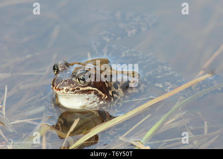 Gemeinsame Frog, Rana temporaria, auch als gemeinsame europäische Frosch bekannt, gemeinsamen Europäischen braun Frosch und Europäischen Grasfrosch, auf einem Teich gefüllt mit spawn Stockfoto