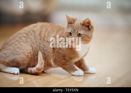 Gestreifte Katze, es ist rot-weißer Farbe Stockfoto