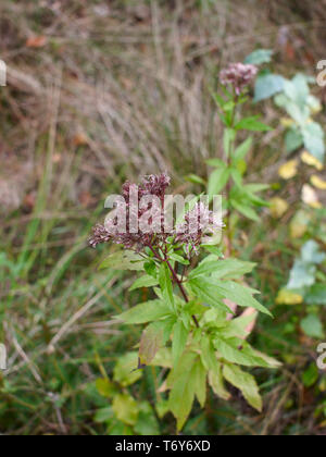 Eine interessante Wildpflanzen am Rande des Waldes, in Süddeutschland Stockfoto