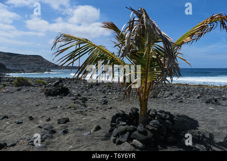 Palme am Strand von El Golfo, Lanzarote Stockfoto