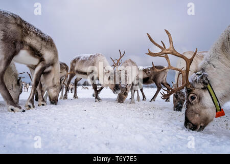 Herde Rentiere auf der Suche nach Essen im Schnee, Tromso region, Nördliches Norwegen Stockfoto