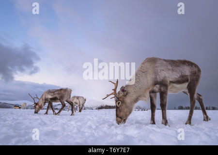 Herde Rentiere auf der Suche nach Essen im Schnee, Tromso region, Nördliches Norwegen Stockfoto