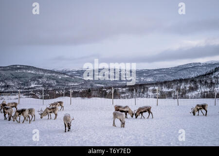 Herde Rentiere auf der Suche nach Essen im Schnee, Tromso region, Nördliches Norwegen Stockfoto