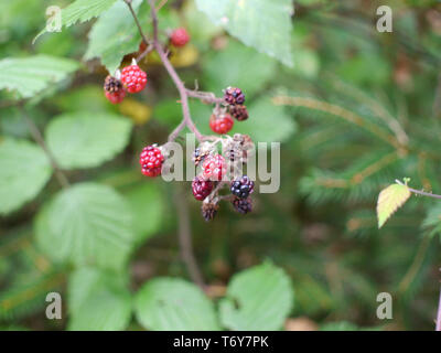 Einige wilde Beeren auf einem Zweig in den Wald Stockfoto