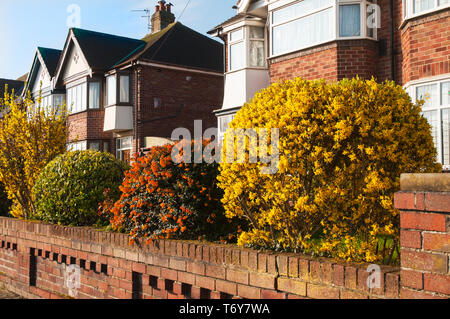 Drei Sträucher Pyracantha Berberis und Laural in Sphären vor Garten des Hauses geprägt Stockfoto