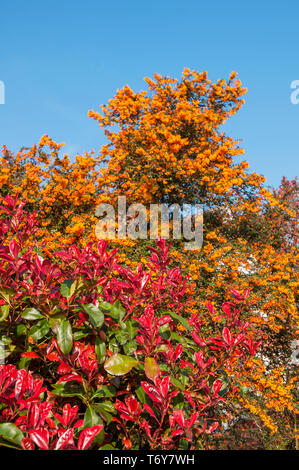 Photinia x fraseri Red Robin mit Berberis darwinii hinter Photinia mit leuchtend roten Blätter im Frühjahr und beide sind mit Blumen im Frühling Evergreen Stockfoto