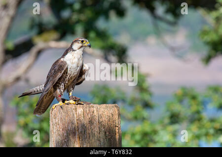 Peregrine Falcon Stockfoto