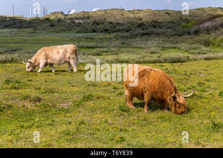 Shetland Aberdeen Angus Rinder grasen auf der Weide Stockfoto