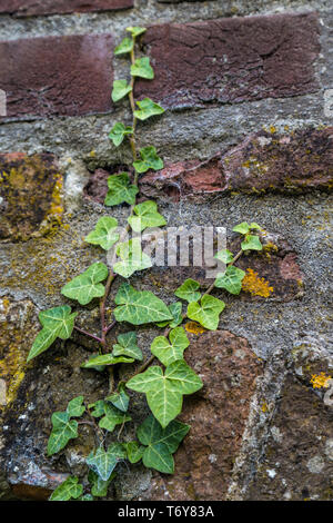 Hintergrund der Efeu an einer Wand Stockfoto