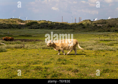 Shetland Aberdeen Angus Rinder grasen auf der Weide Stockfoto