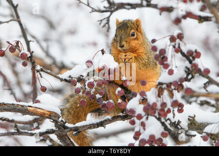 Eastern Fox Eichhörnchen (sciurus Niger), Missoula, Montana Stockfoto