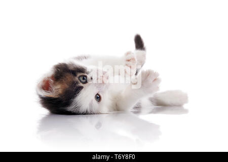 Die schöne Kitten, weiß mit Flecken, liegt auf einem weißen Hintergrund. Stockfoto